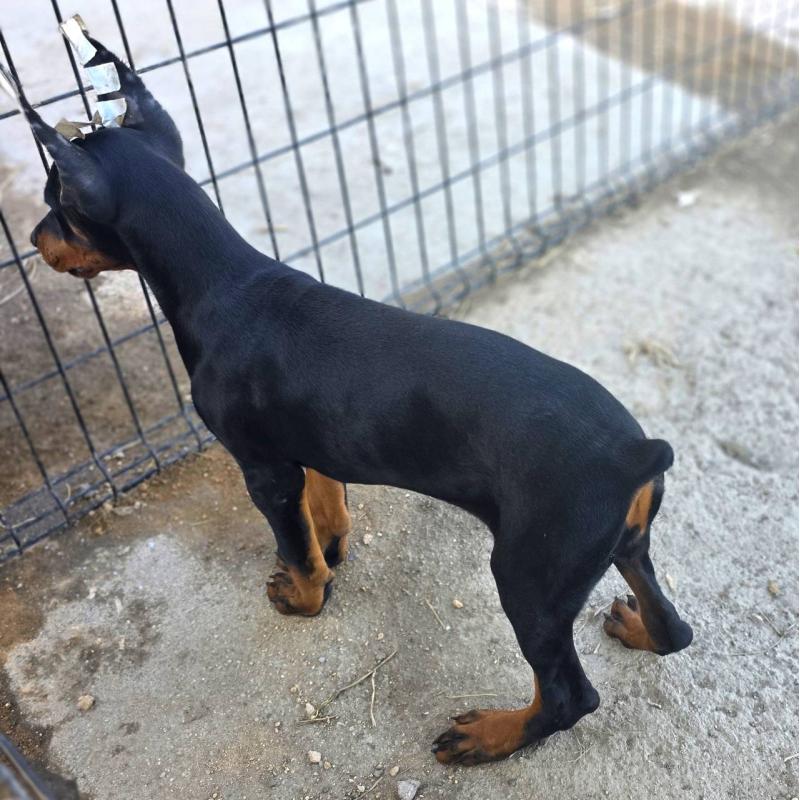 販売中の茨城県のドーベルマン-415241の10枚目