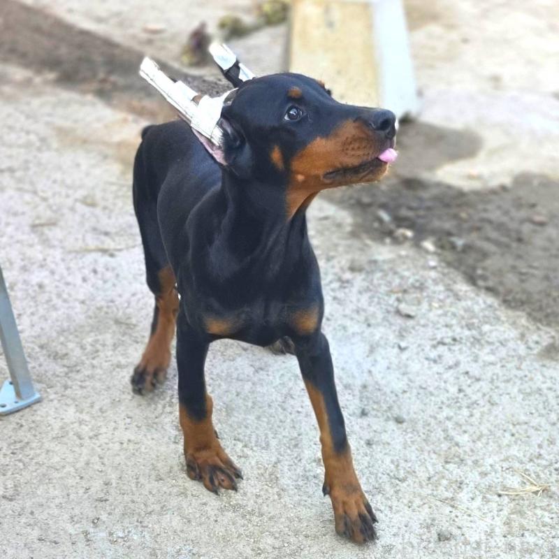 販売中の茨城県のドーベルマン-415241の9枚目