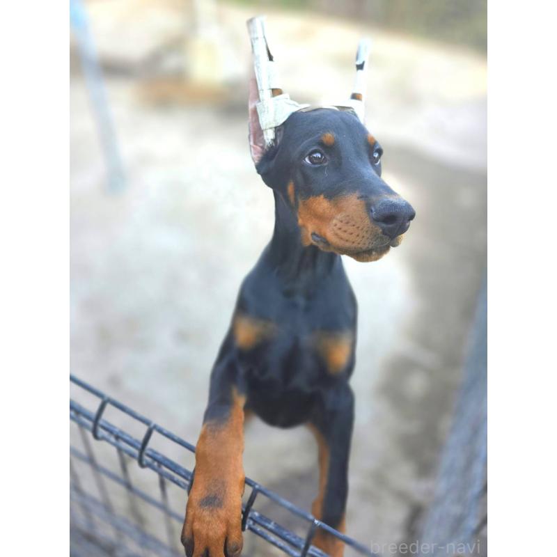 販売中の茨城県のドーベルマン-415241の8枚目