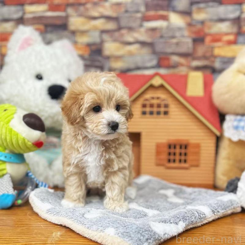 販売中の東京都のビションプー:ビションフリーゼ×トイプードル-423444の11枚目