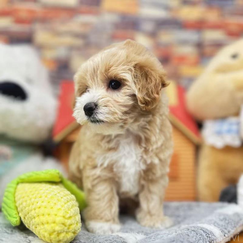 販売中の東京都のビションプー:ビションフリーゼ×トイプードル-423444の10枚目