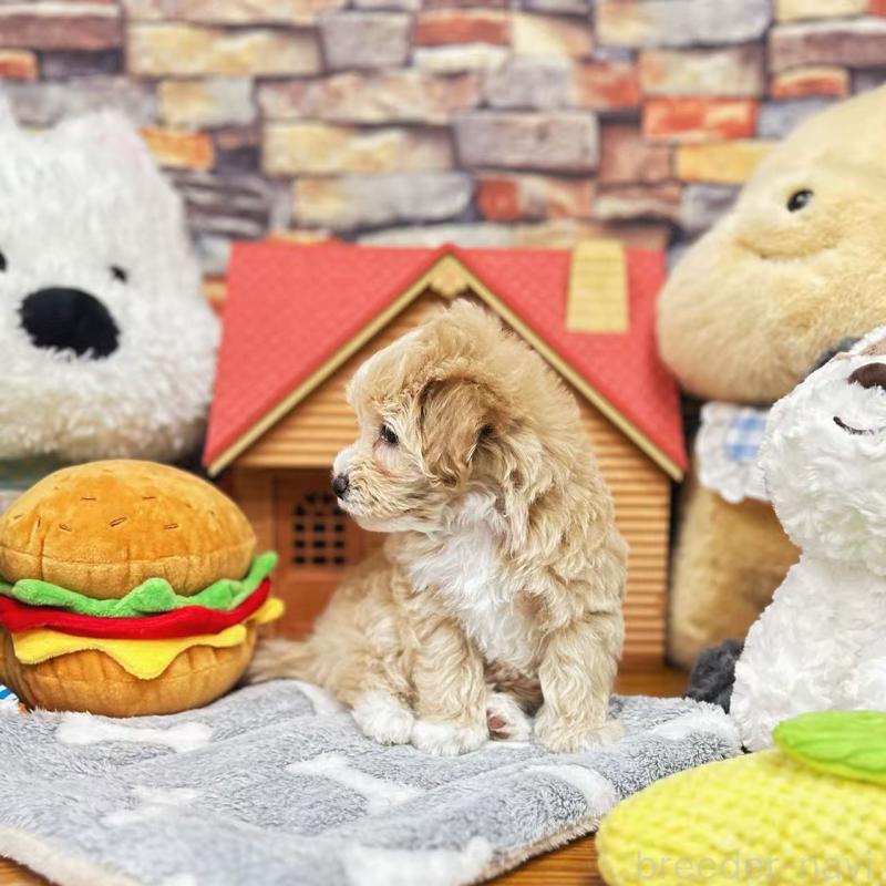 販売中の東京都のビションプー:ビションフリーゼ×トイプードル-423444の9枚目