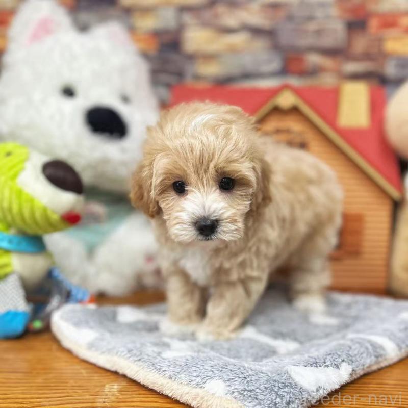 販売中の東京都のビションプー:ビションフリーゼ×トイプードル-423444の8枚目