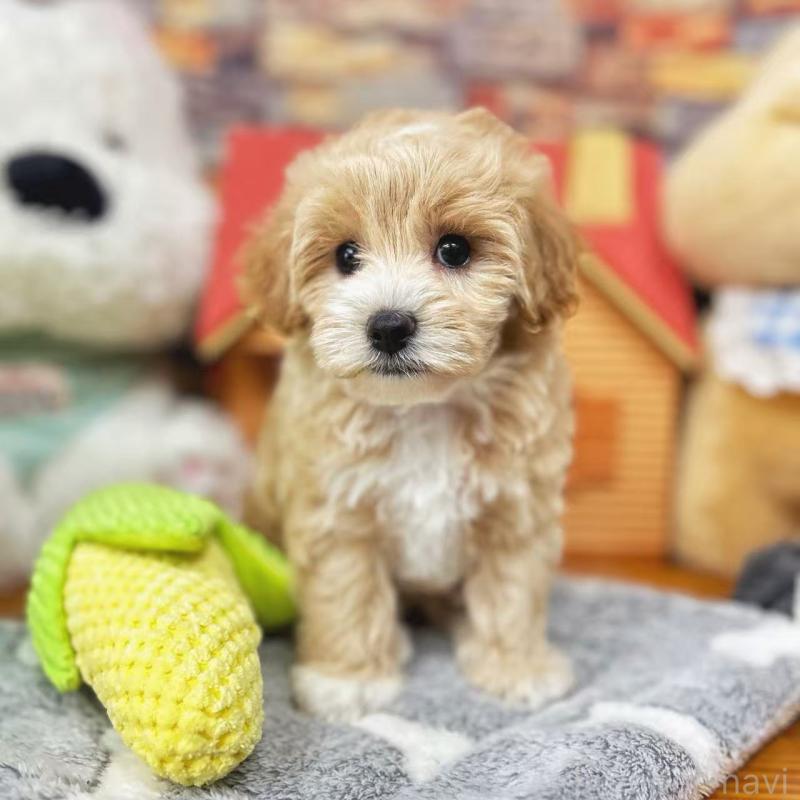 販売中の東京都のビションプー:ビションフリーゼ×トイプードル-423444の7枚目