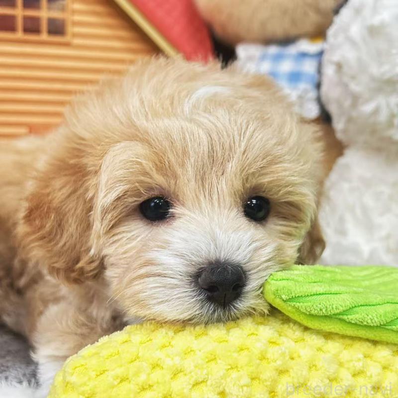 販売中の東京都のビションプー:ビションフリーゼ×トイプードル-423444の6枚目