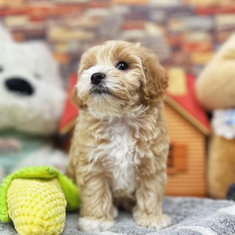 販売中の東京都のビションプー:ビションフリーゼ×トイプードル-423444の4枚目