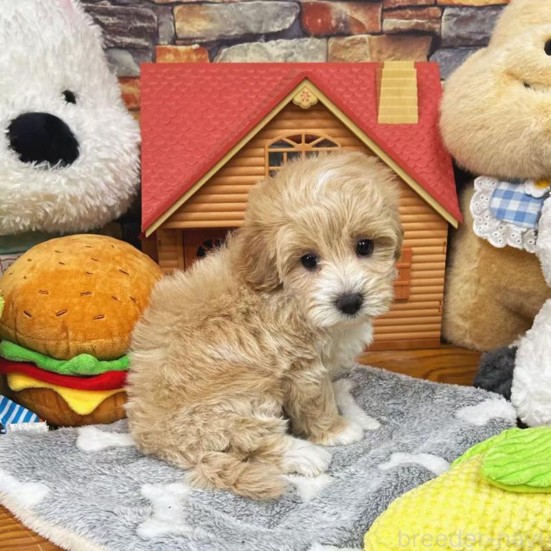 販売中の東京都のビションプー:ビションフリーゼ×トイプードル-423444の3枚目