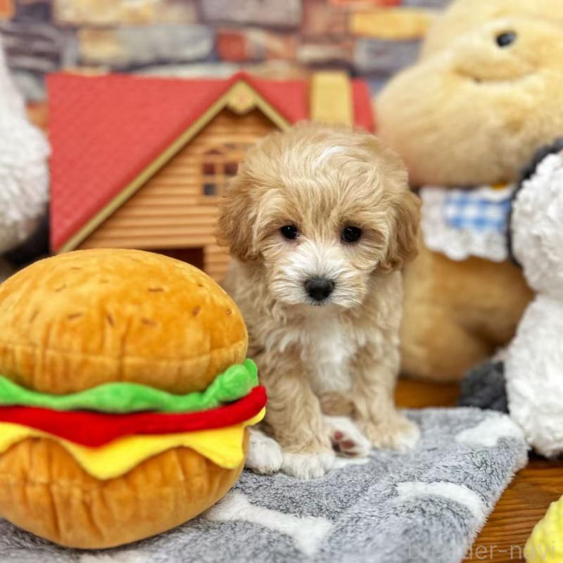 販売中の東京都のビションプー:ビションフリーゼ×トイプードル-423444の2枚目