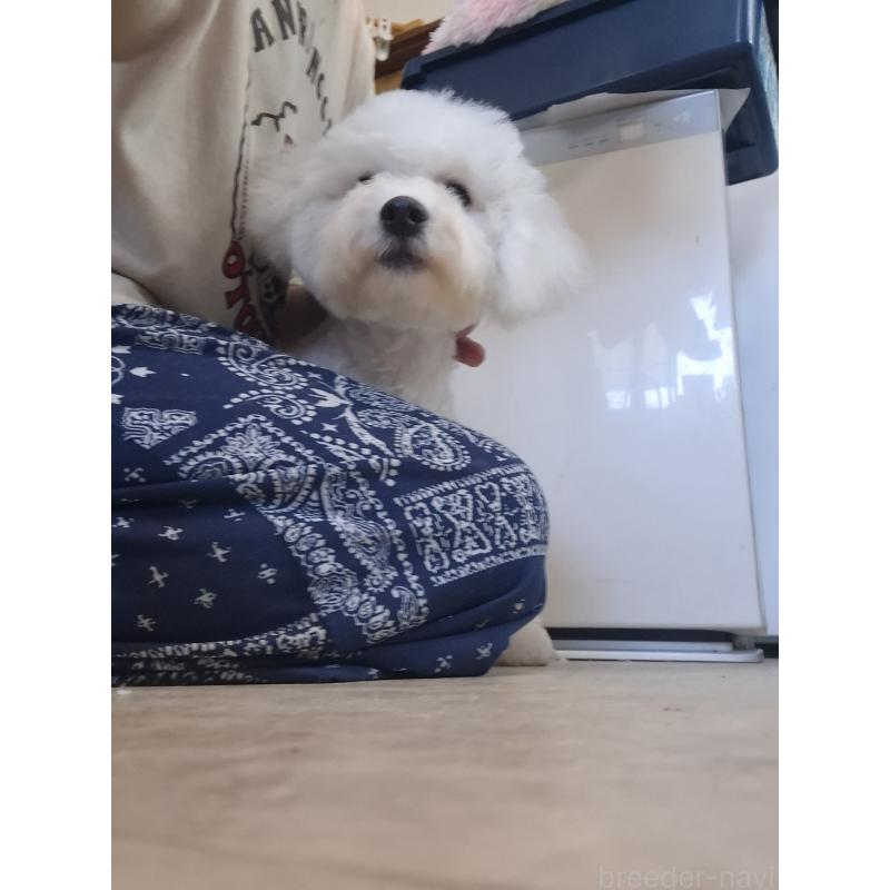 成約済の群馬県のビションフリーゼ-402787の2枚目