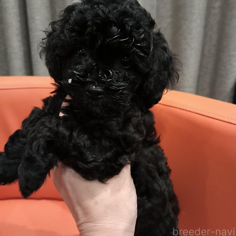 成約済の山口県のタイニープードル-417631