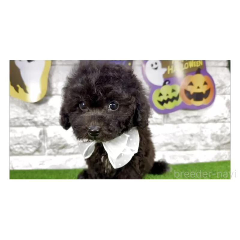 販売中の埼玉県のビションプー:ビションフリーゼ×トイプードル-423430の2枚目