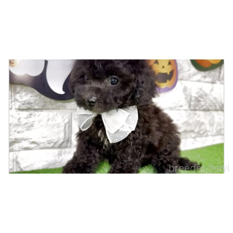 販売中の埼玉県のビションプー:ビションフリーゼ×トイプードル-423430の3枚目