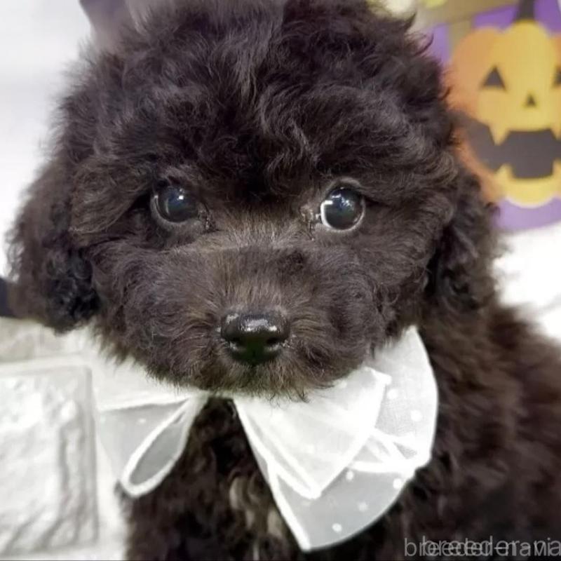 販売中の埼玉県のビションプー:ビションフリーゼ×トイプードル-423430の1枚目