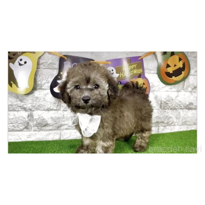 販売中の埼玉県のビションプー:ビションフリーゼ×トイプードル-423431の3枚目