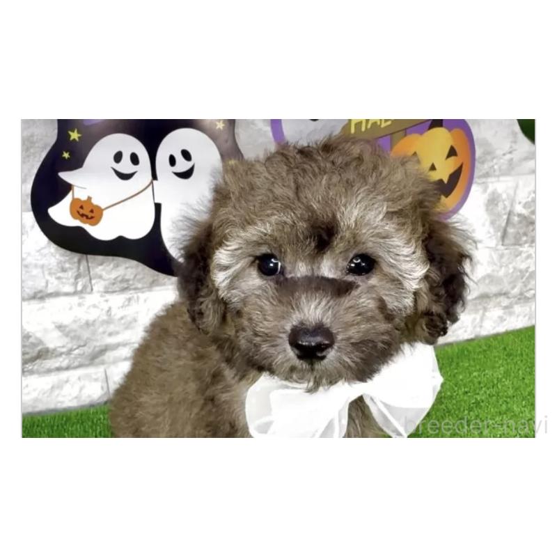 販売中の埼玉県のビションプー:ビションフリーゼ×トイプードル-423431の2枚目