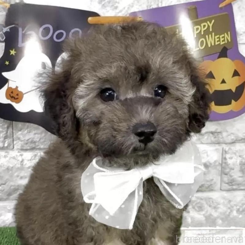 販売中の埼玉県のビションプー:ビションフリーゼ×トイプードル-423431の1枚目