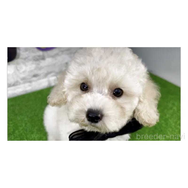 販売中の埼玉県のビションプー:ビションフリーゼ×トイプードル-423432の3枚目