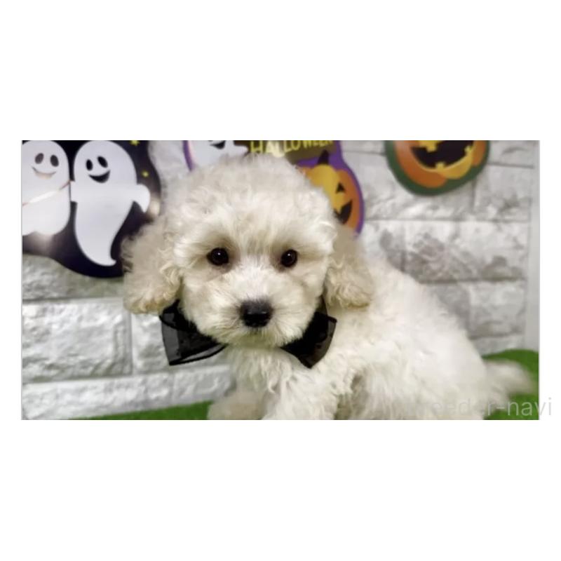 販売中の埼玉県のビションプー:ビションフリーゼ×トイプードル-423432の2枚目