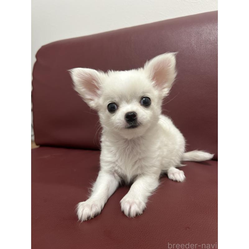 販売中の愛知県のチワワ(ロングコート)-419717の8枚目