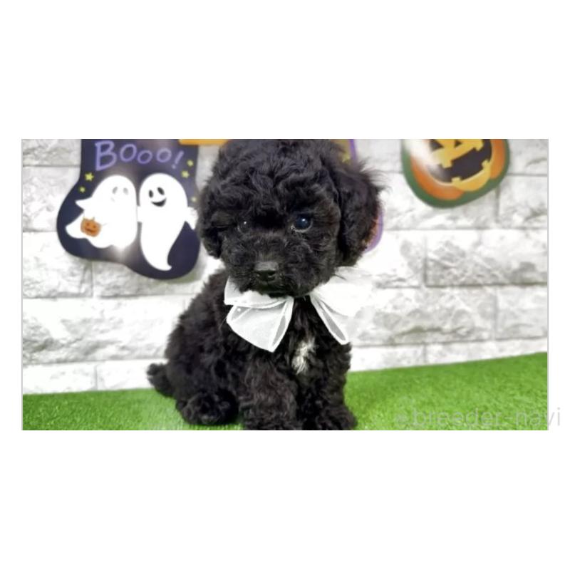 販売中の埼玉県のビションプー:ビションフリーゼ×トイプードル-423433の3枚目