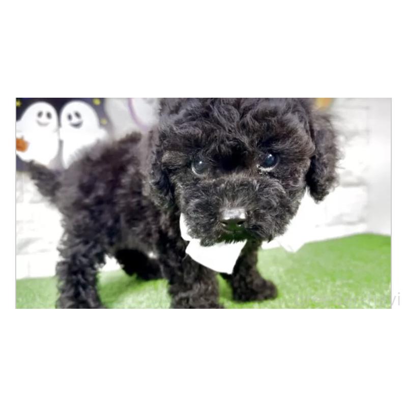 販売中の埼玉県のビションプー:ビションフリーゼ×トイプードル-423433の2枚目