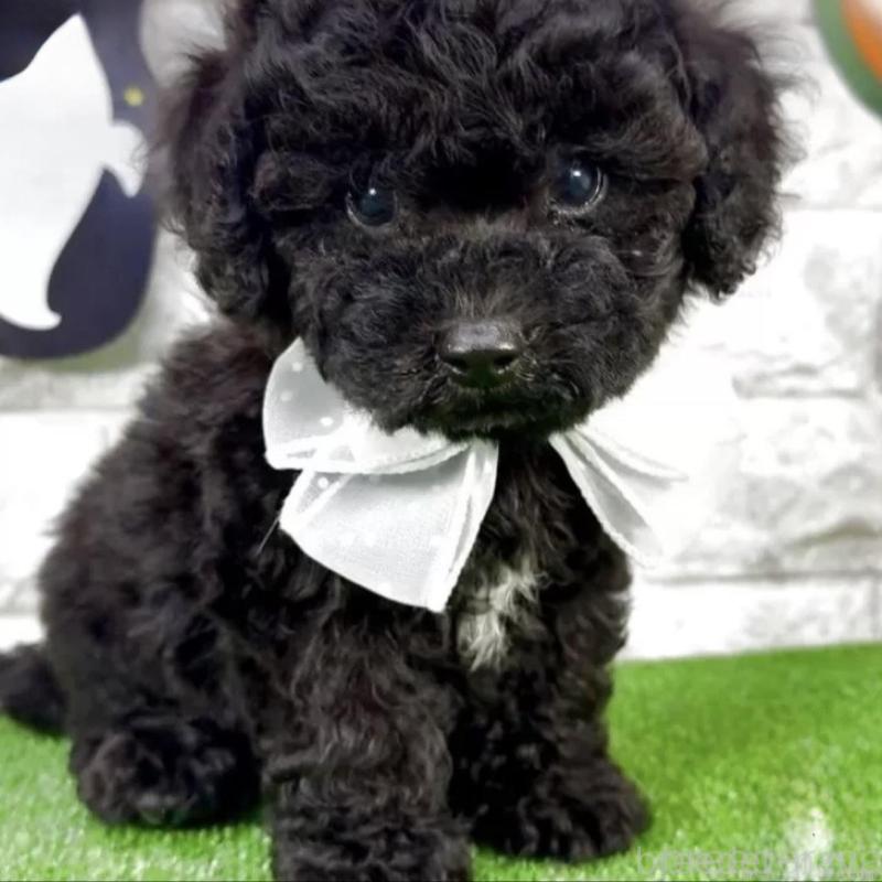 販売中の埼玉県のビションプー:ビションフリーゼ×トイプードル-423433