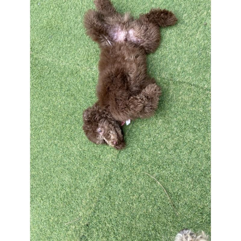 販売中の茨城県のスタンダードプードル-394841の3枚目