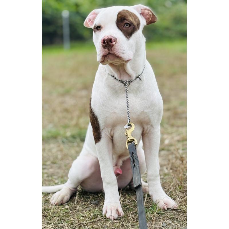 販売中の神奈川県のアメリカンピットブルテリア-390472