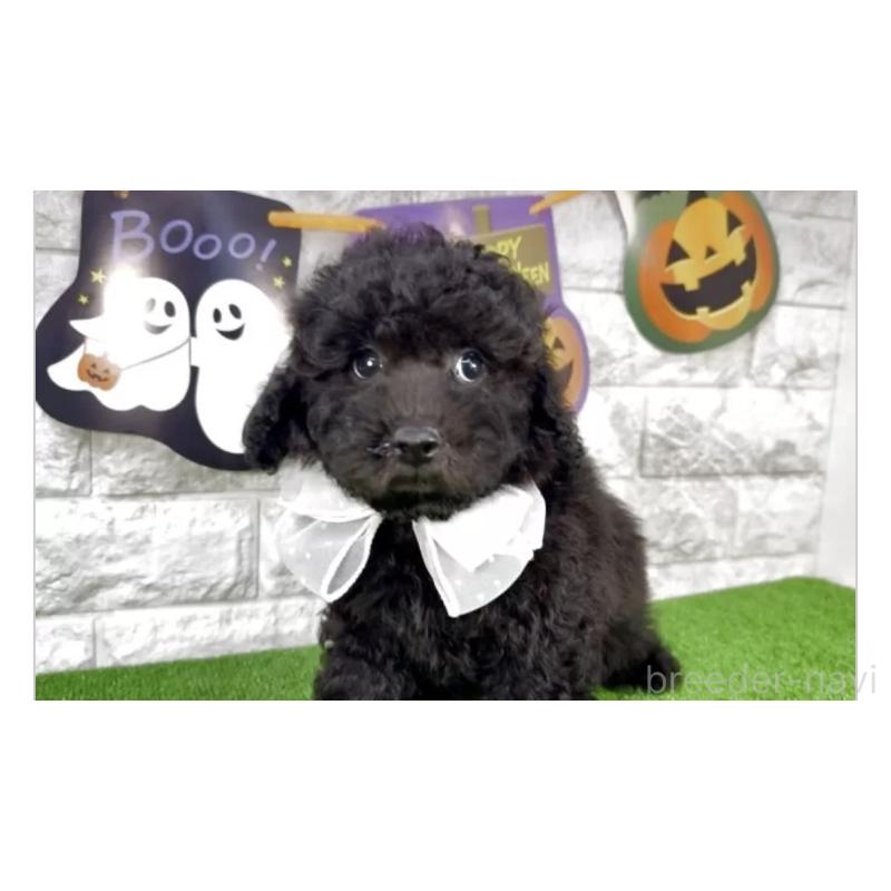 販売中の埼玉県のビションプー:ビションフリーゼ×トイプードル-423434の3枚目