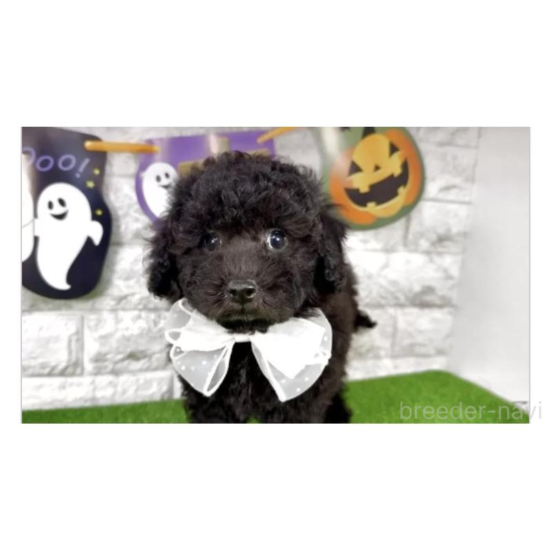 販売中の埼玉県のビションプー:ビションフリーゼ×トイプードル-423434の2枚目