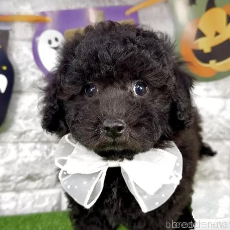 販売中の埼玉県のビションプー:ビションフリーゼ×トイプードル-423434