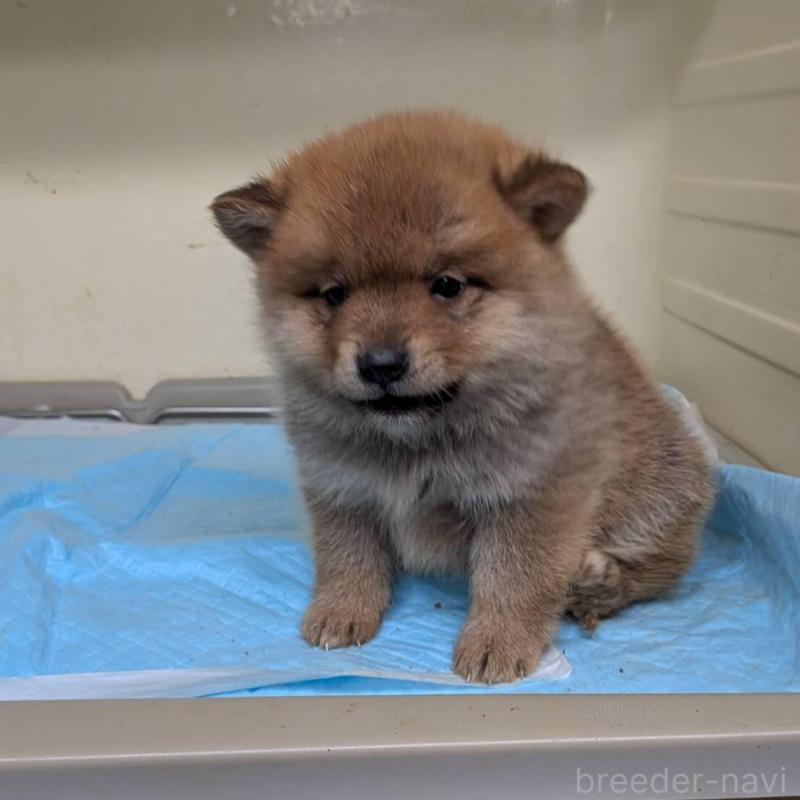 販売中の北海道のミックス犬-423435