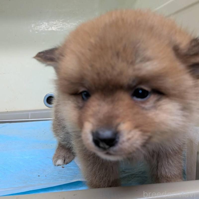 販売中の北海道のミックス犬-423435の4枚目