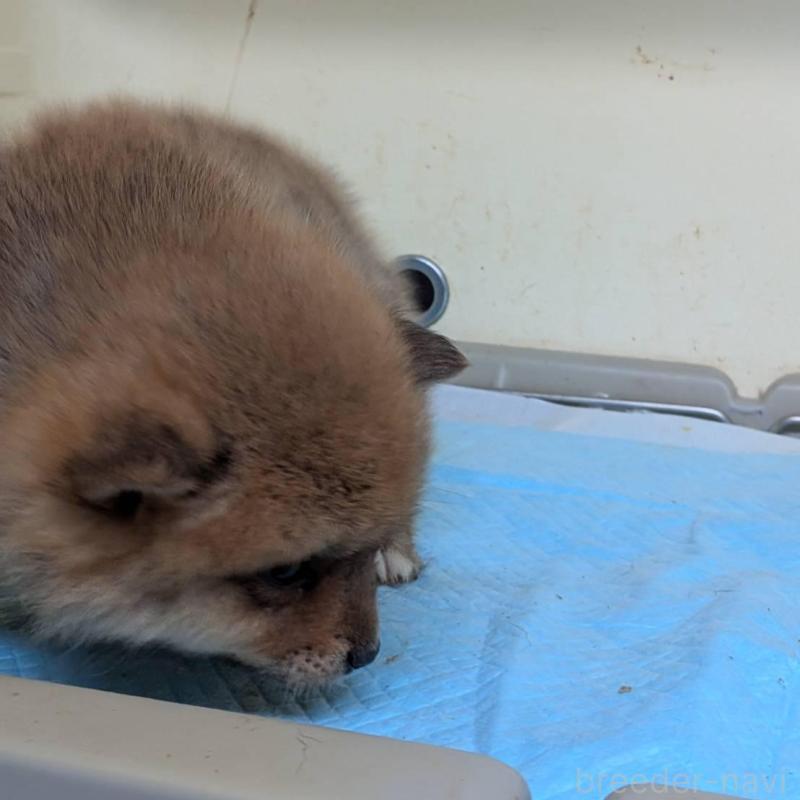 販売中の北海道のミックス犬-423435の3枚目