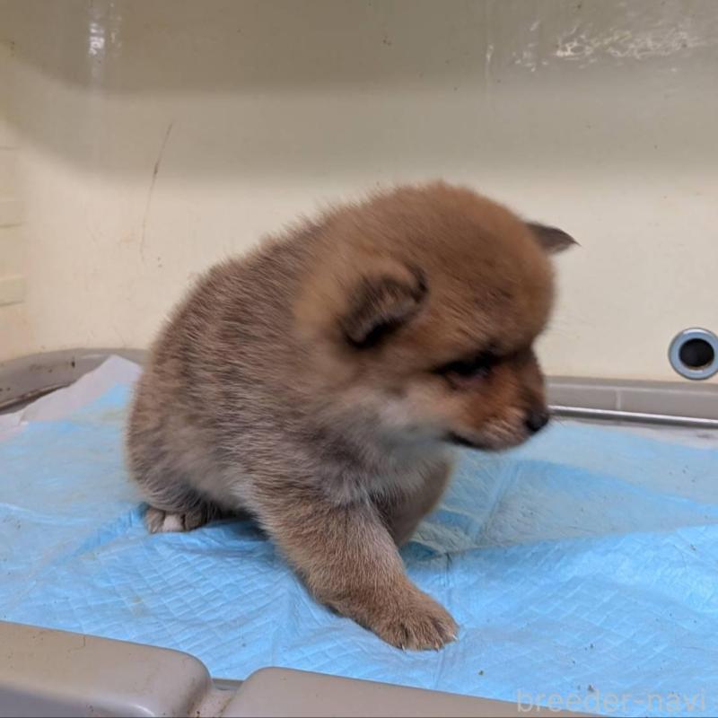 販売中の北海道のミックス犬-423435の2枚目