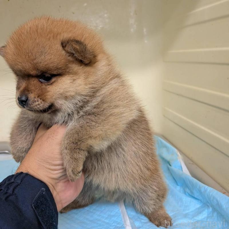 販売中の北海道のミックス犬-423436の1枚目