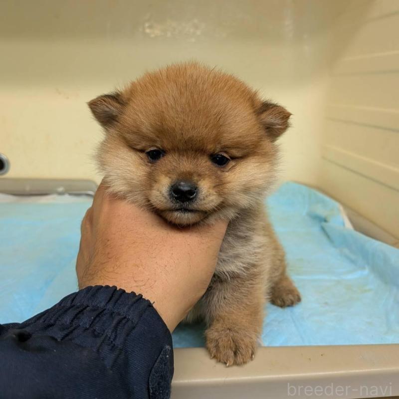 販売中の北海道のミックス犬-423436の3枚目