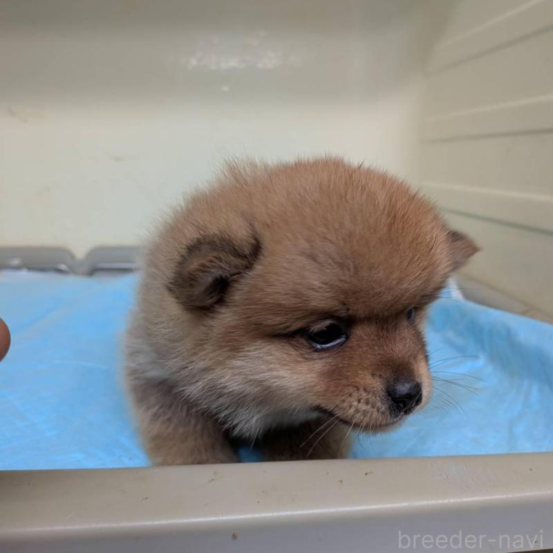 販売中の北海道のミックス犬-423436の2枚目