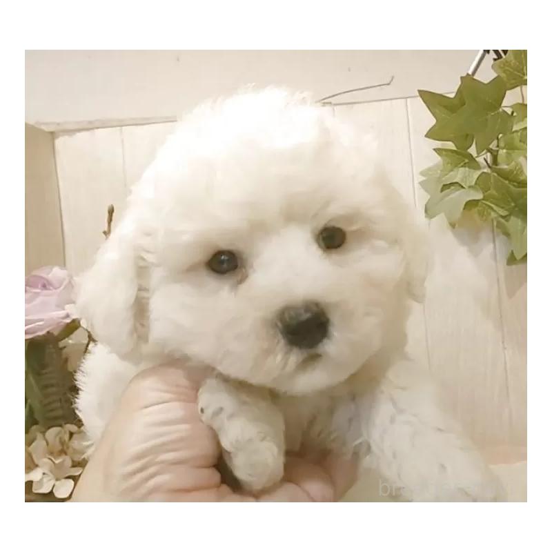 販売中の愛知県のビションフリーゼ-423642の9枚目