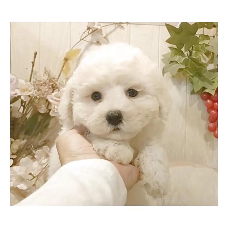 販売中の愛知県のビションフリーゼ-423642の8枚目