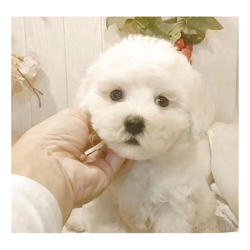 販売中の愛知県のビションフリーゼ-423642の7枚目