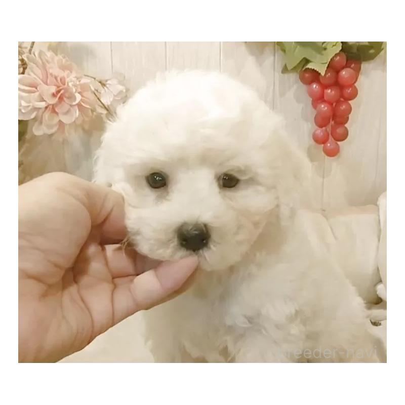 販売中の愛知県のビションフリーゼ-423642の6枚目