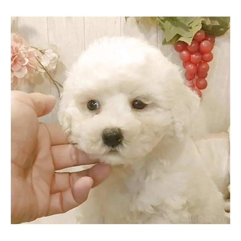 販売中の愛知県のビションフリーゼ-423642の5枚目