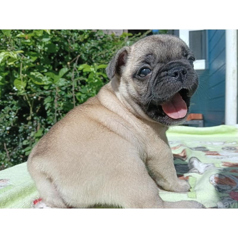 販売中の沖縄県のフレンチブルドッグ-423643の5枚目