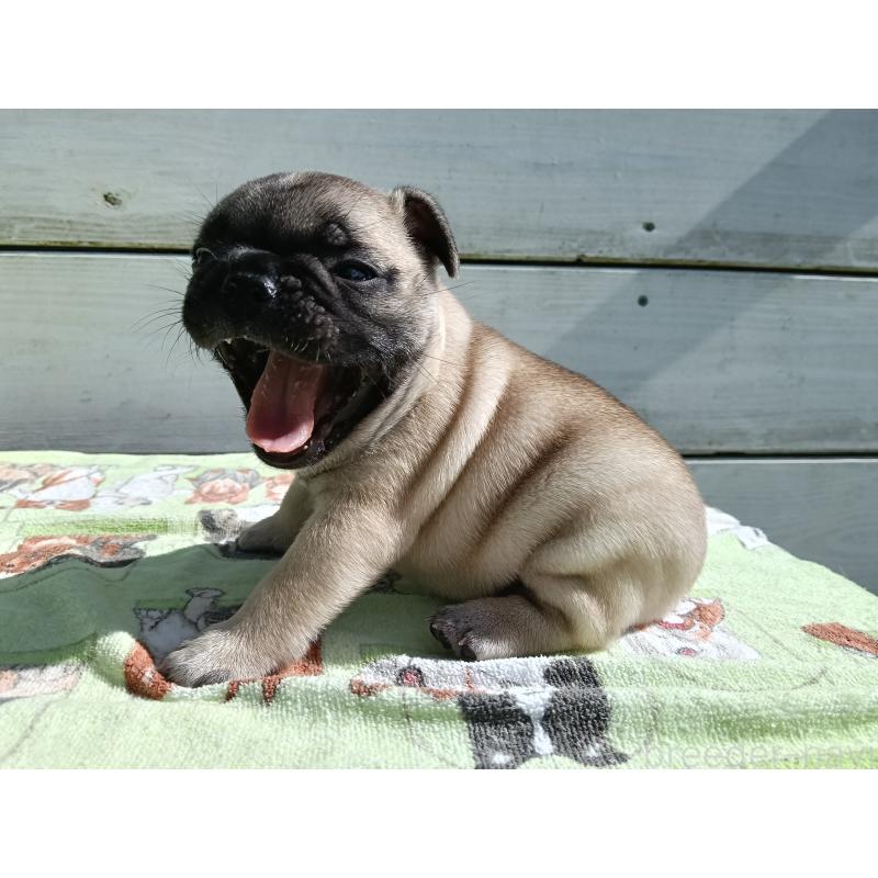 販売中の沖縄県のフレンチブルドッグ-423643の4枚目