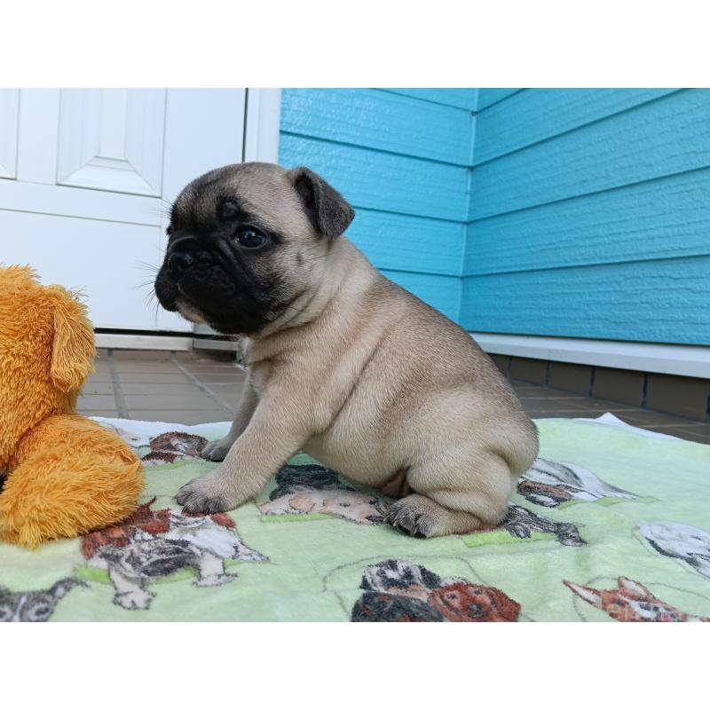 販売中の沖縄県のフレンチブルドッグ-423643の3枚目