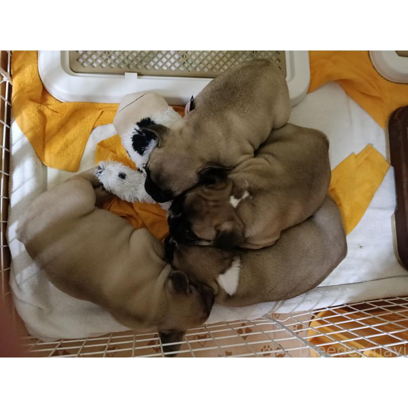 販売中の沖縄県のフレンチブルドッグ-423643の2枚目