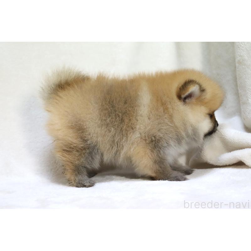 販売中の滋賀県のポメラニアン-419177の14枚目