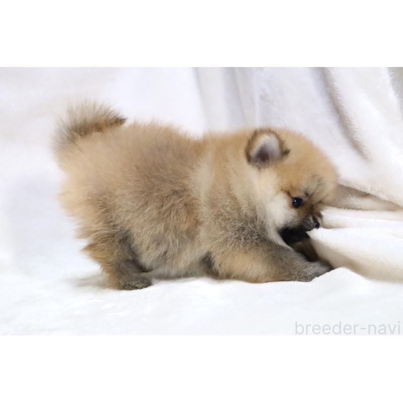販売中の滋賀県のポメラニアン-419177の13枚目