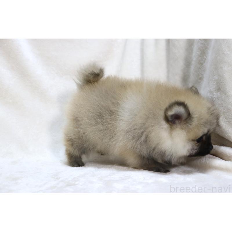 販売中の滋賀県のポメラニアン-419178の14枚目